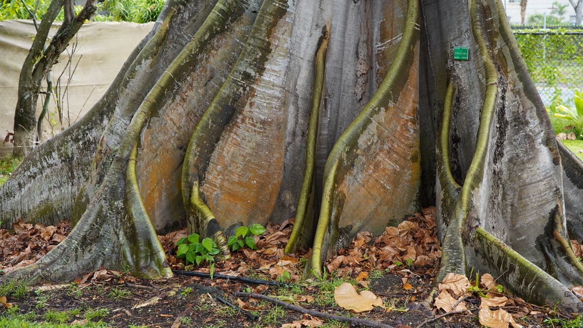 Sterculia ampla other