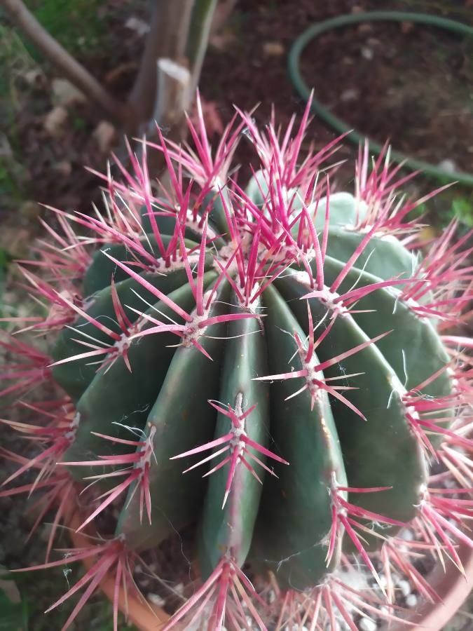 Ferocactus pilosus flower