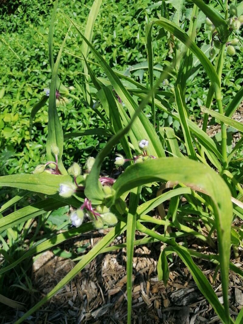 Tradescantia bracteata