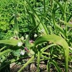 Tradescantia bracteata