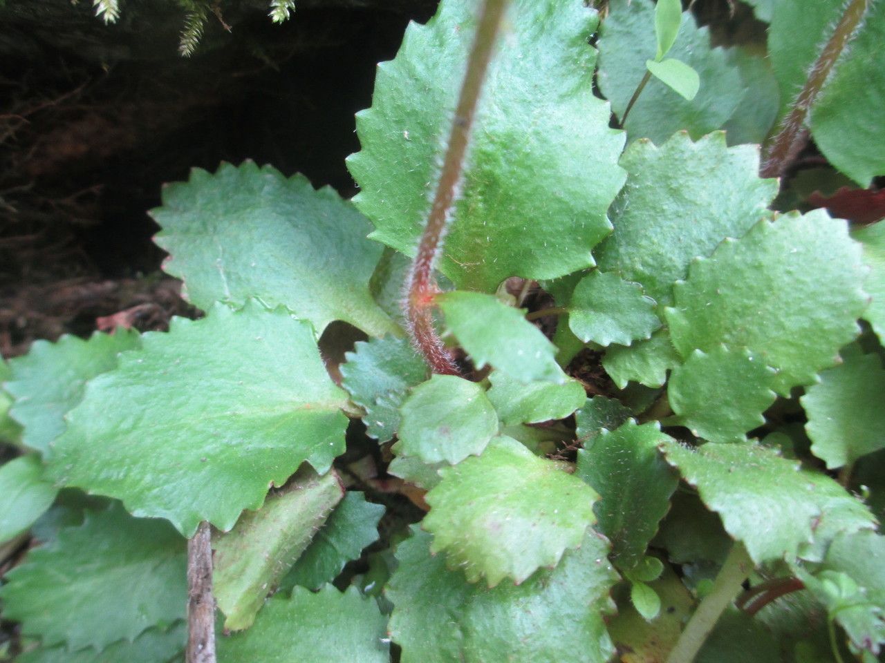 Micranthes careyana habit