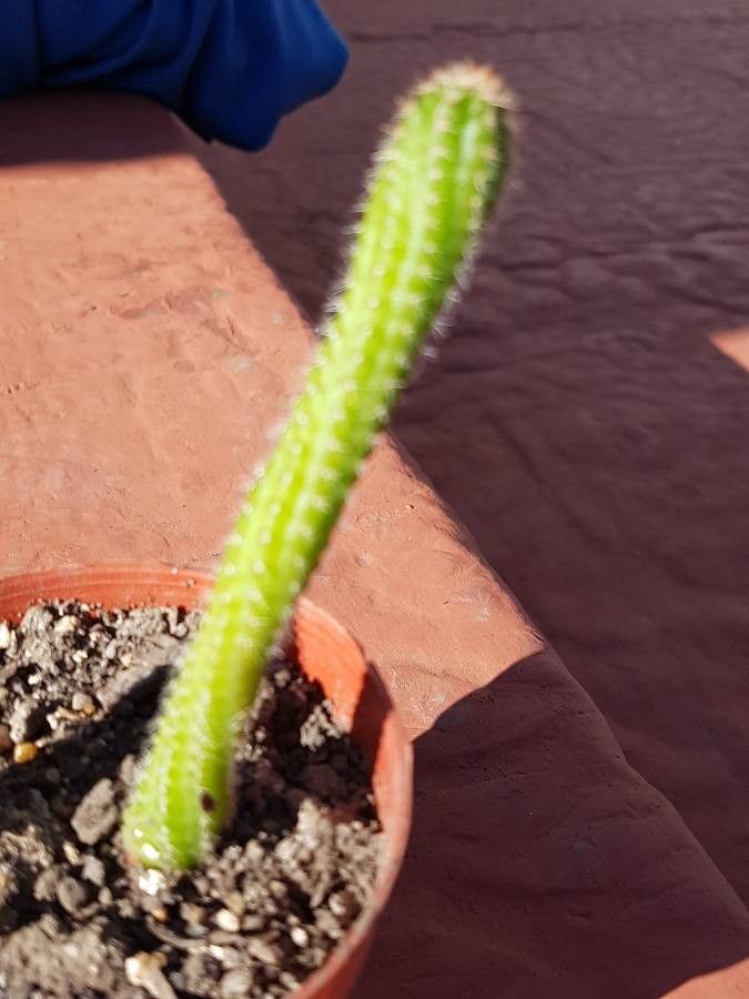 Lithops aucampiae bark