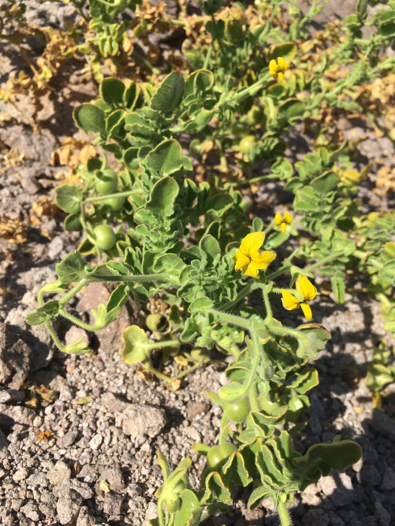 Solanum pennellii habit