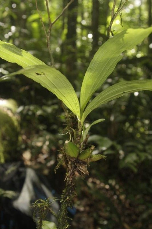 Paphinia cristata — related species from the same genus