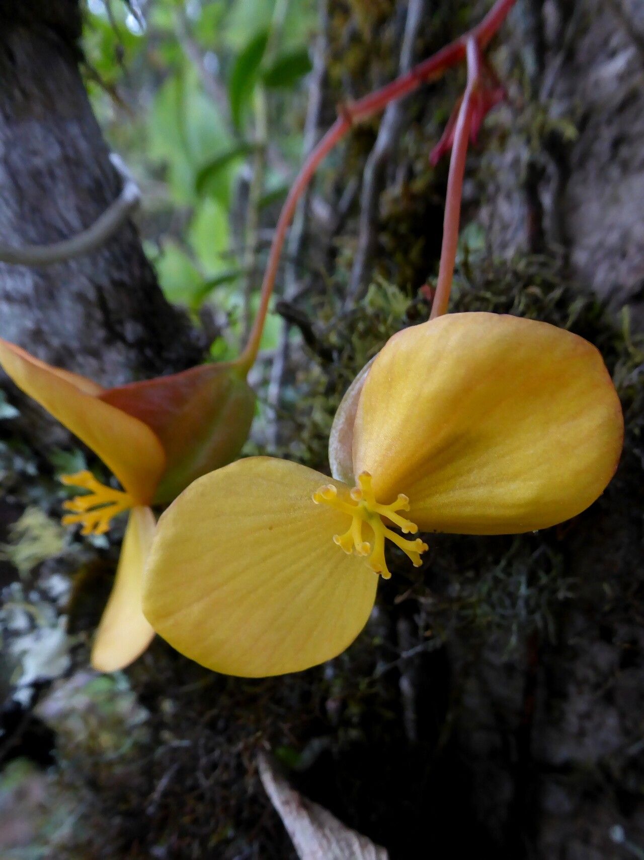 Begonia thomeana — houseplant care guide