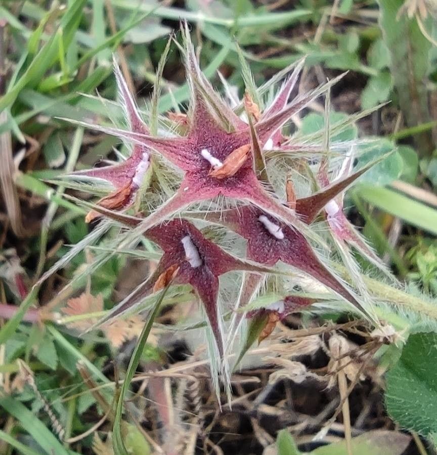 Trifolium stellatum flower