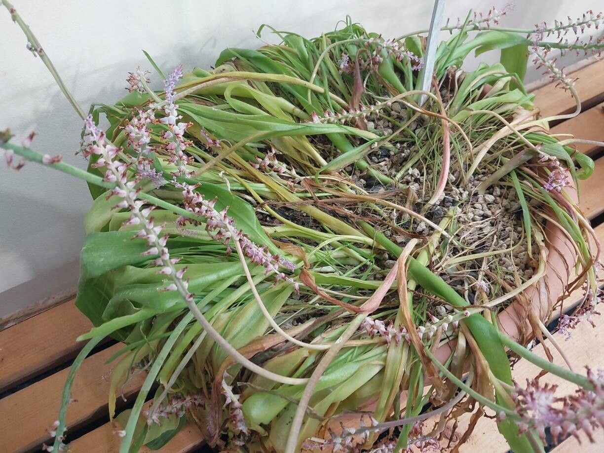 Lachenalia mutabilis other