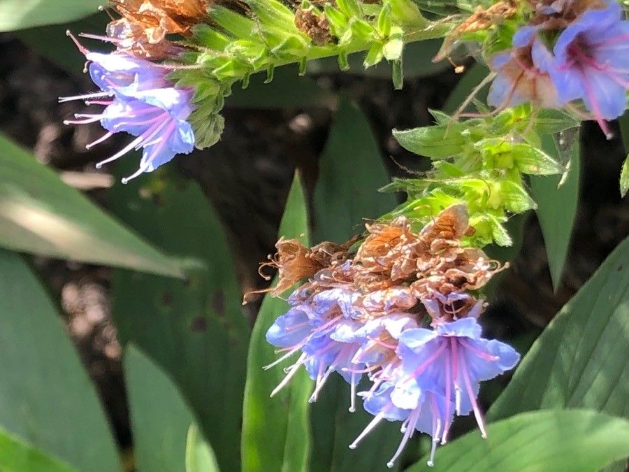 Echium acanthocarpum flower
