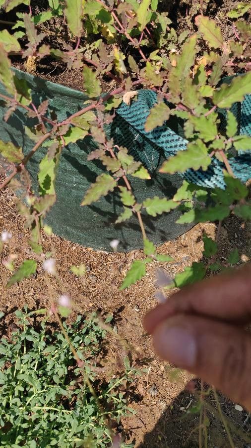 Silene villosa flower