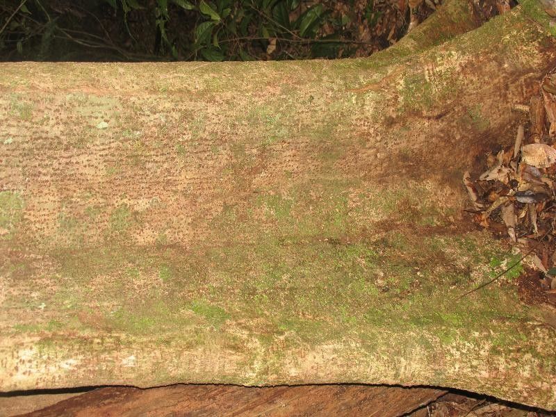 Ocotea tomentella — houseplant care guide