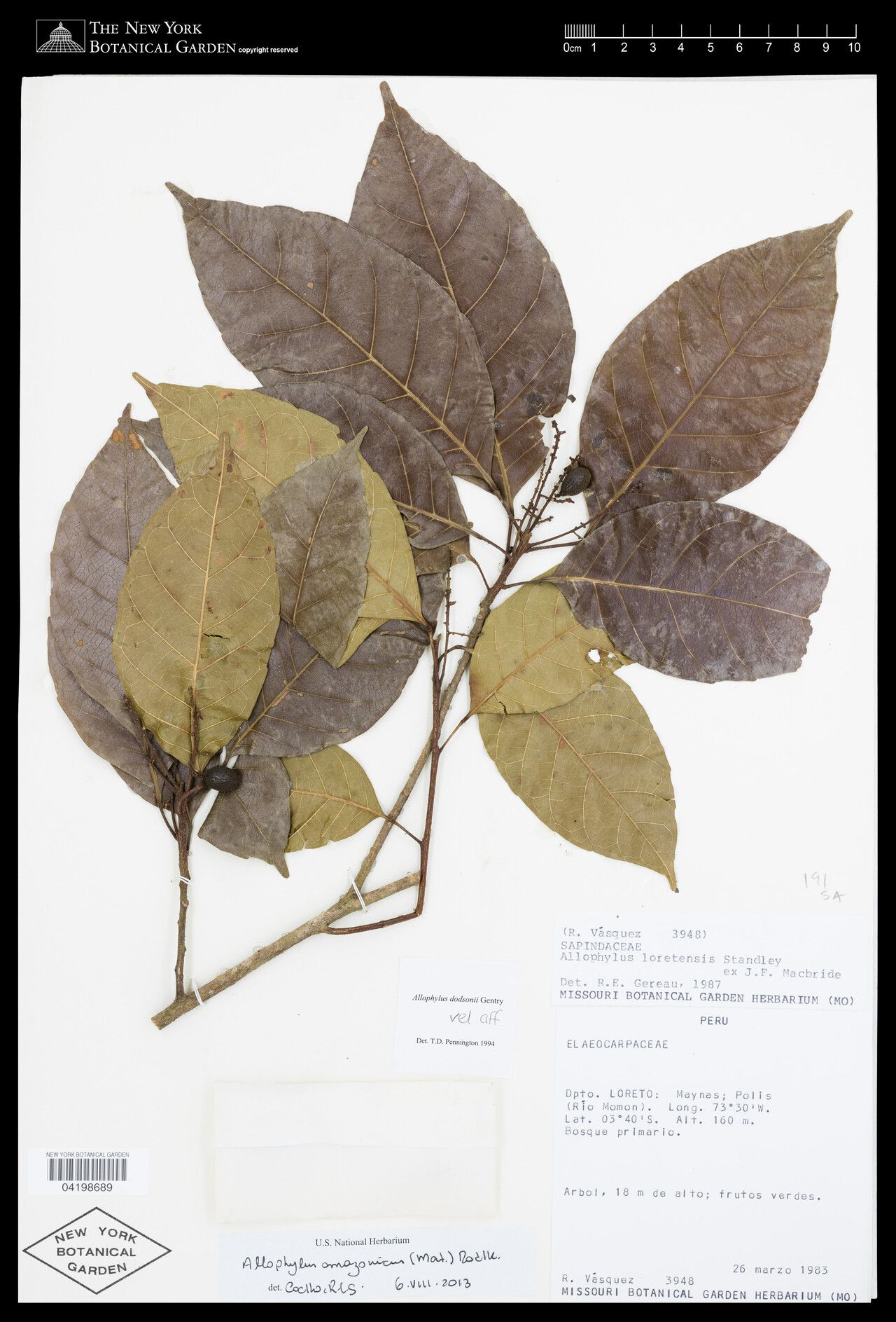 Allophylus amazonicus fruit