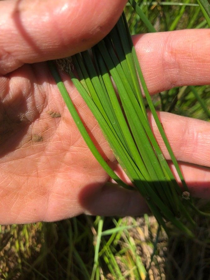 Eleocharis compressa leaf