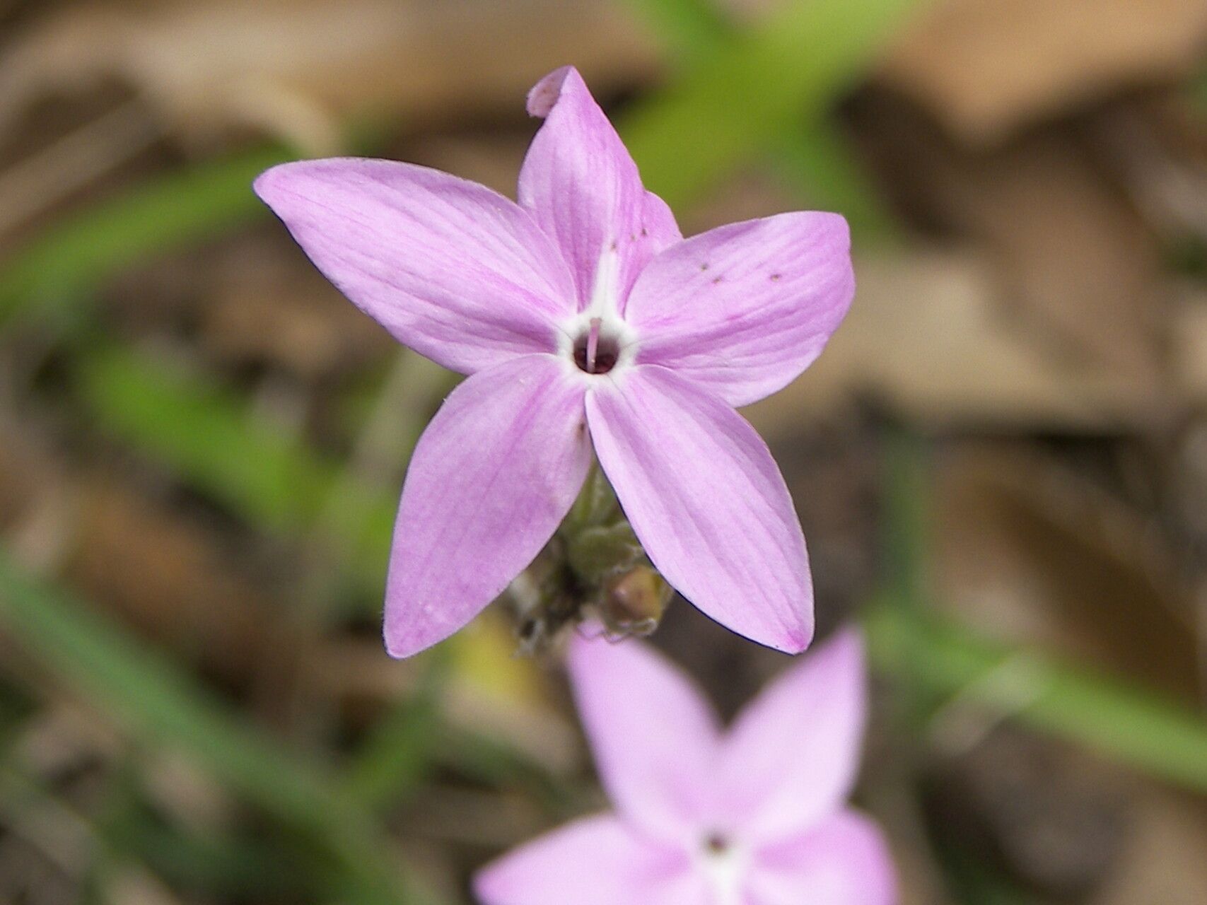 Pseuderanthemum praecox — search result for 'Pseuderanthemum'