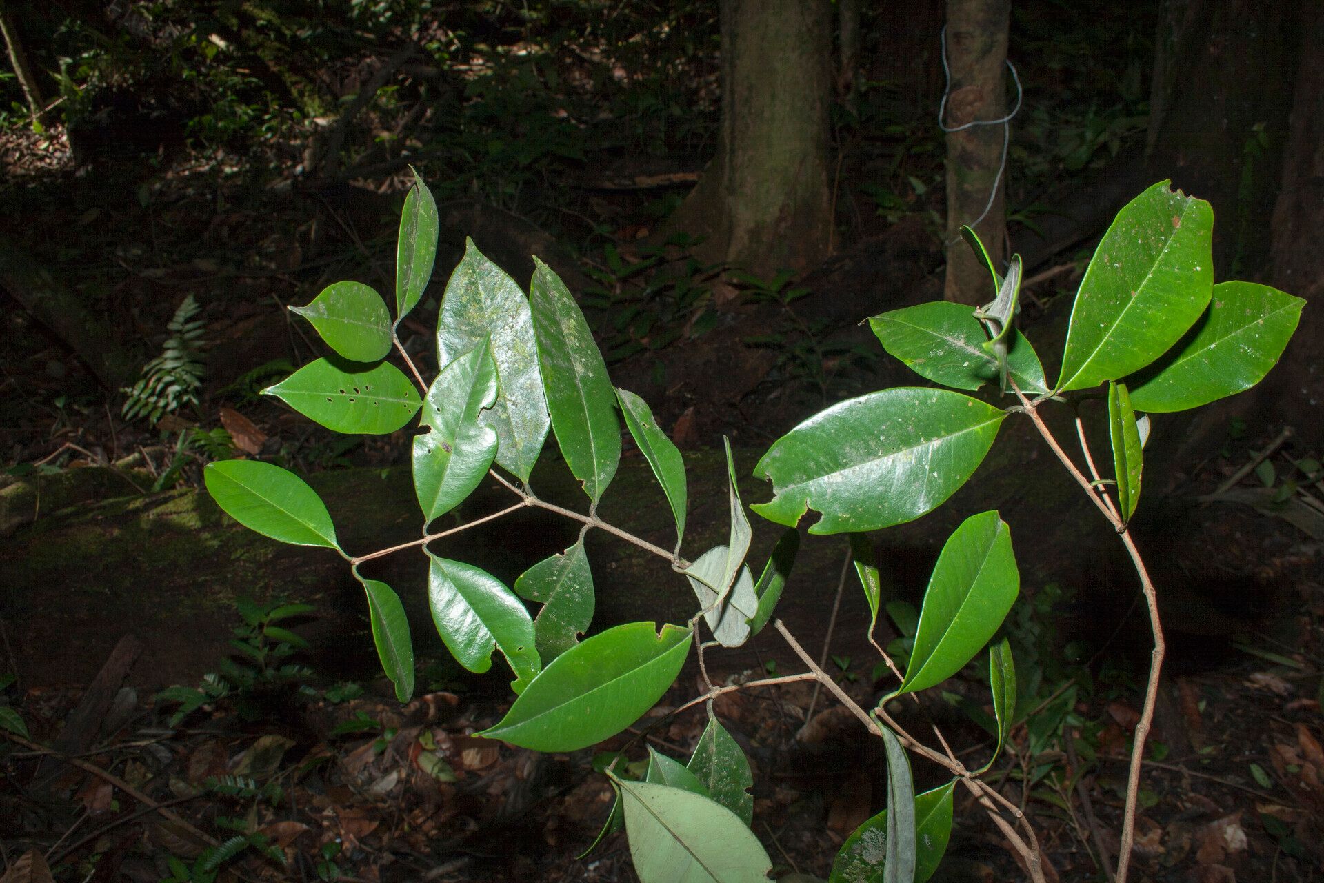 Eugenia spruceana other