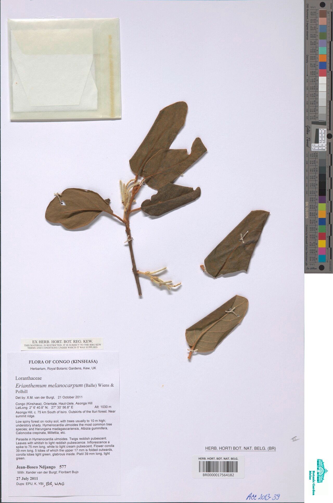 Erianthemum melanocarpum — related species from the same genus