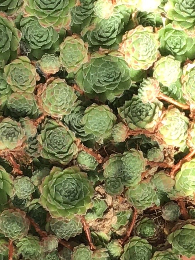 Sempervivum kindingeri — search result for 'Sempervivum'