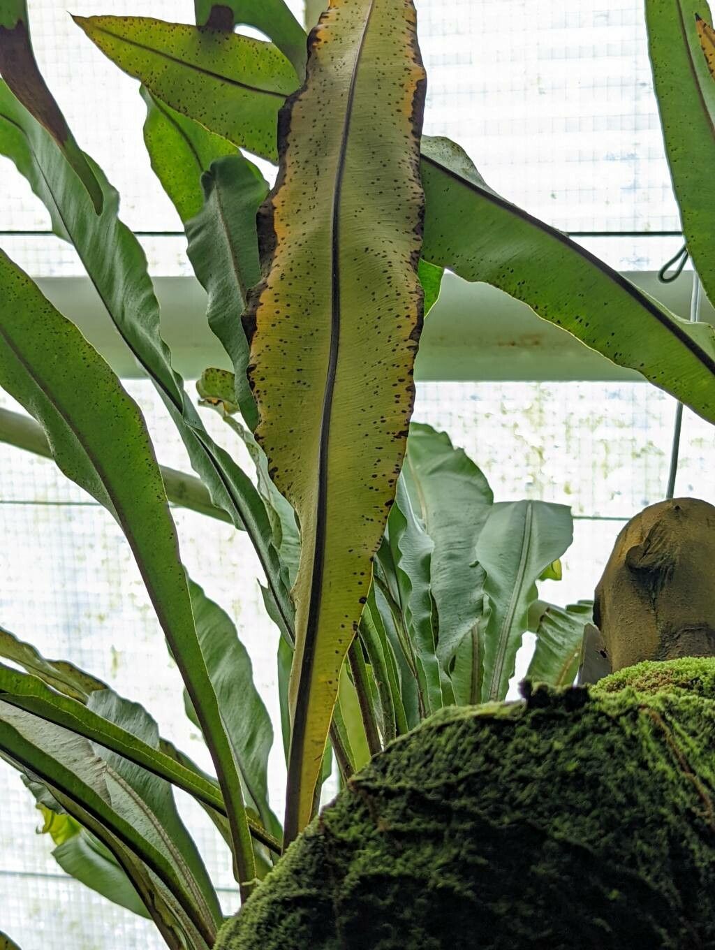 Elaphoglossum erinaceum — houseplant care guide