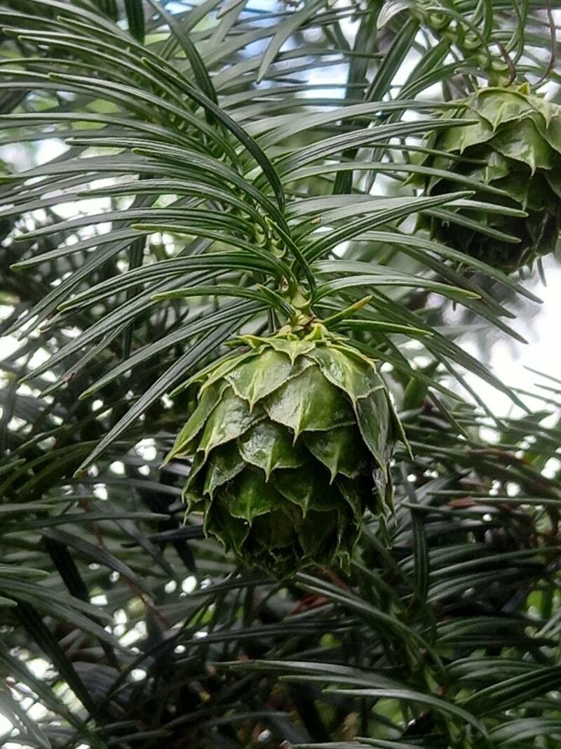 Cunninghamia lanceolata fruit