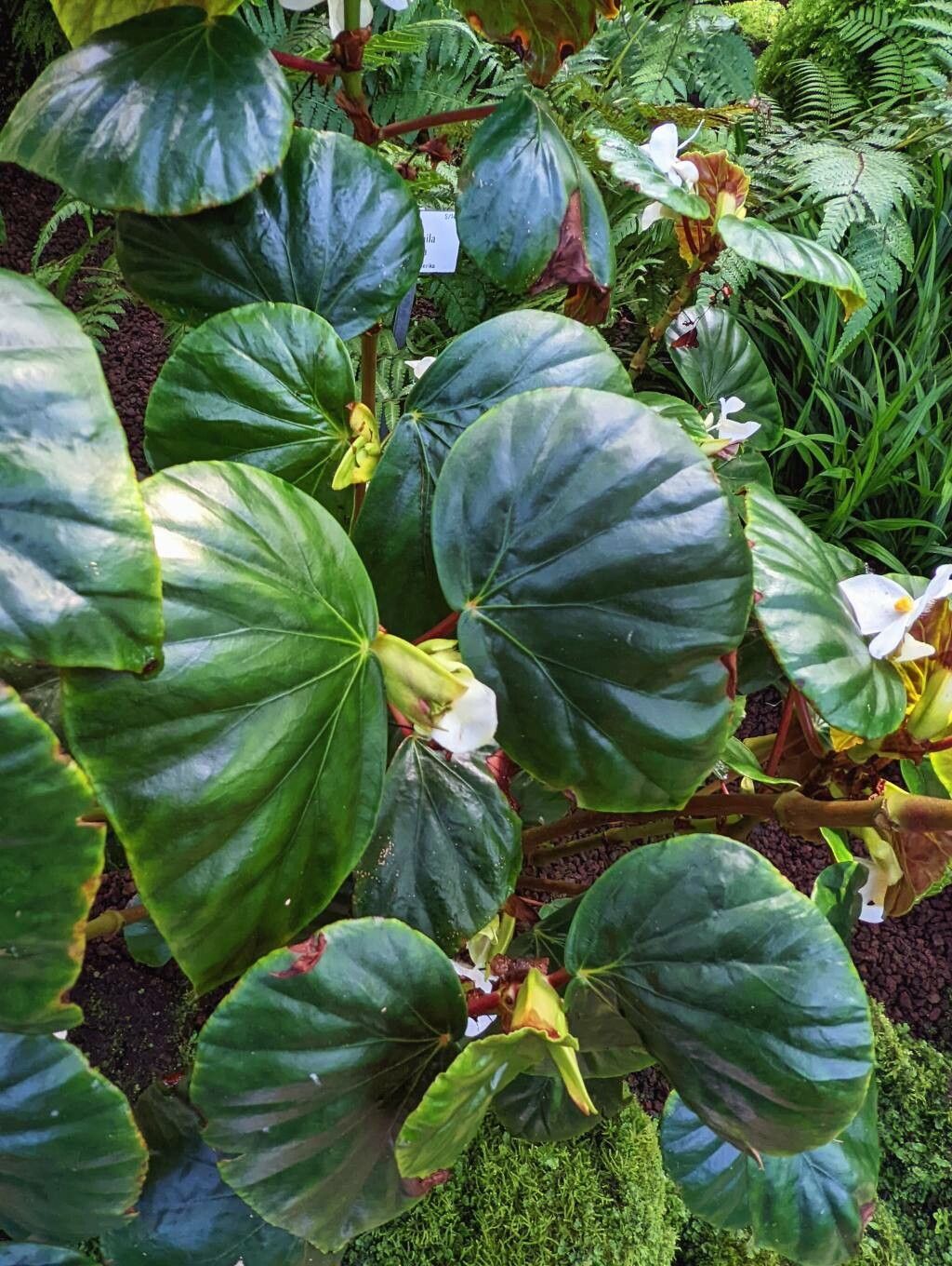 Begonia fernandoi-costae — houseplant care guide