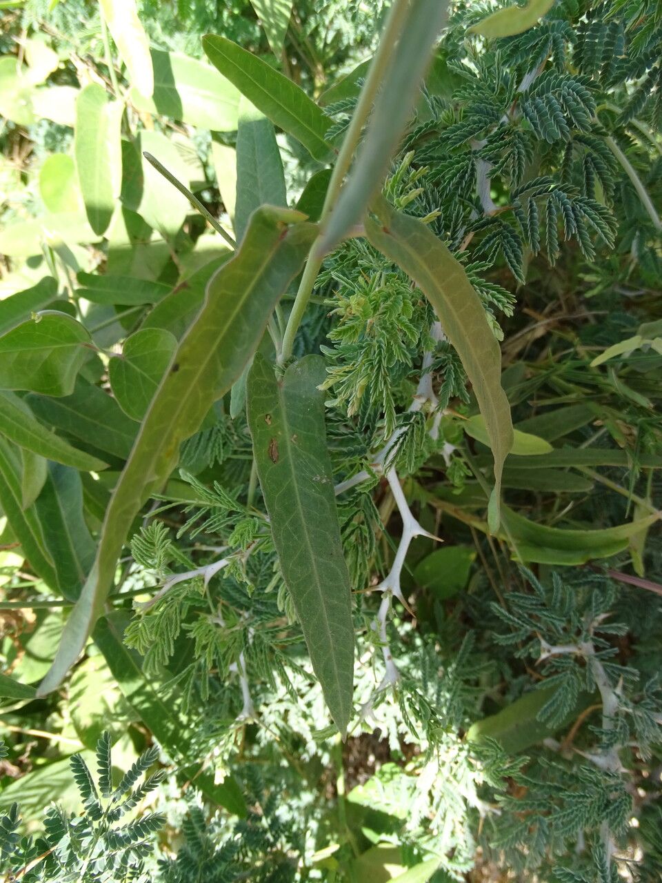 Vigna unguiculata
