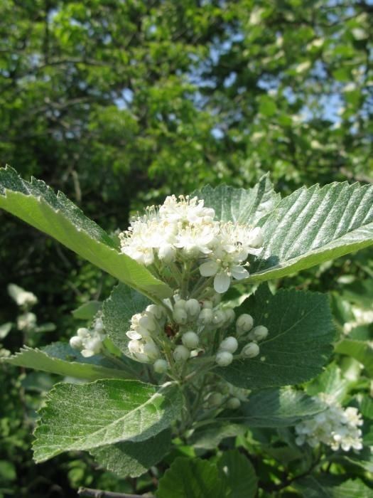 Aria danubialis — related species from the same genus