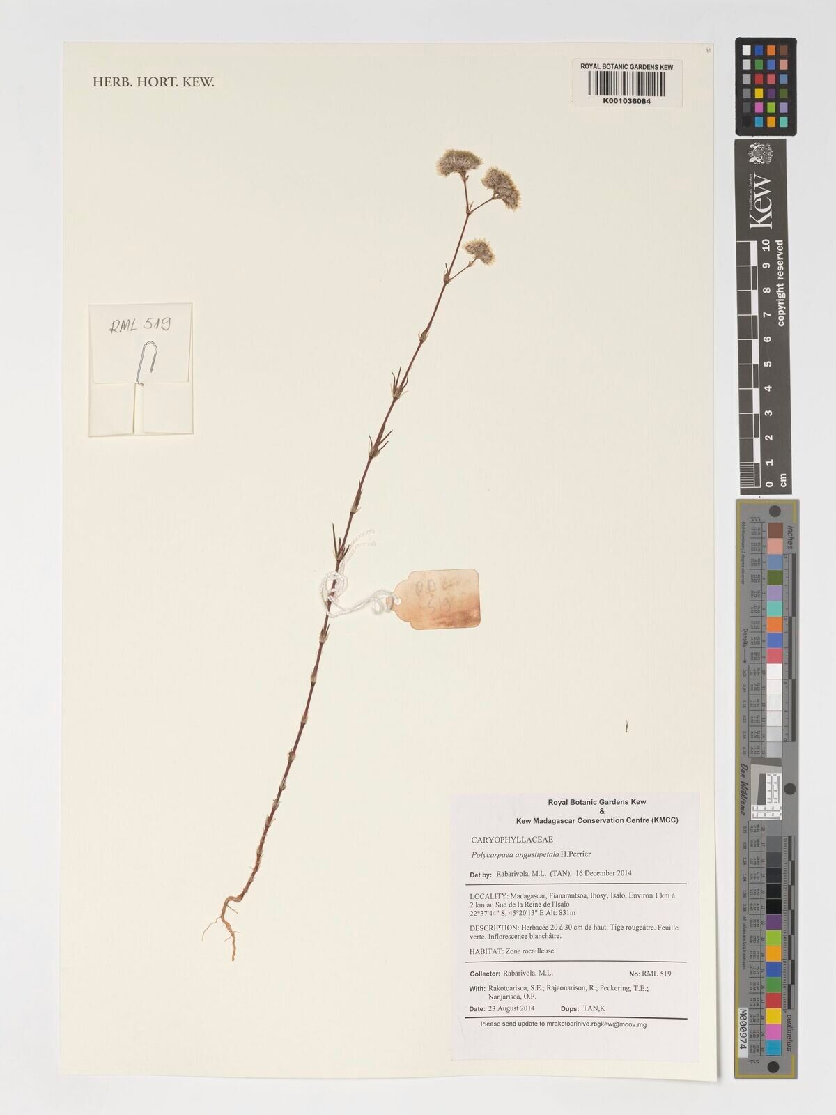 Polycarpaea angustipetala — related species from the same genus