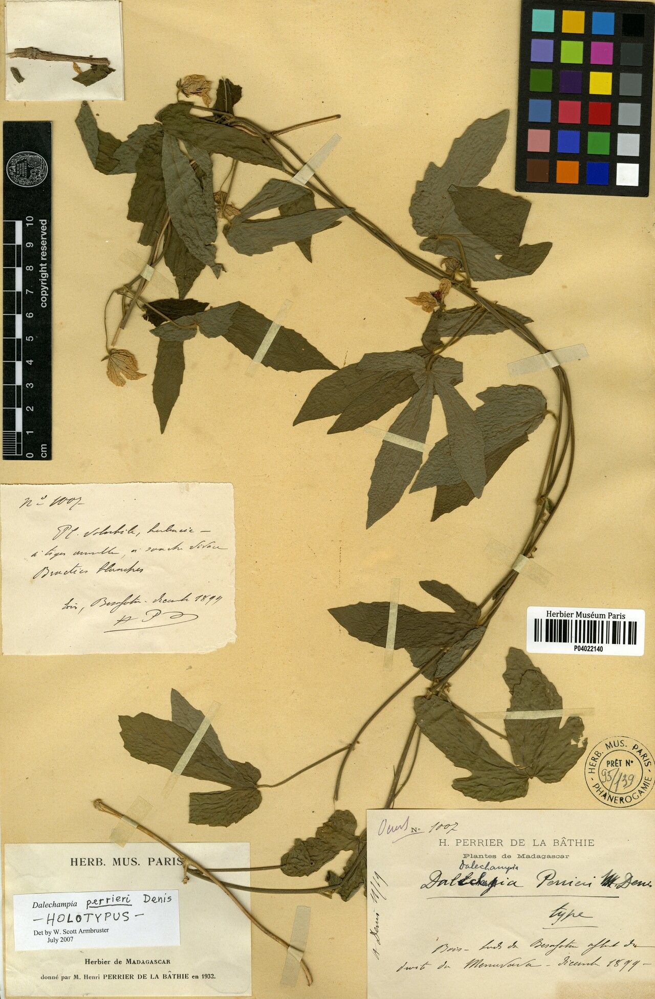 Dalechampia perrieri — houseplant care guide