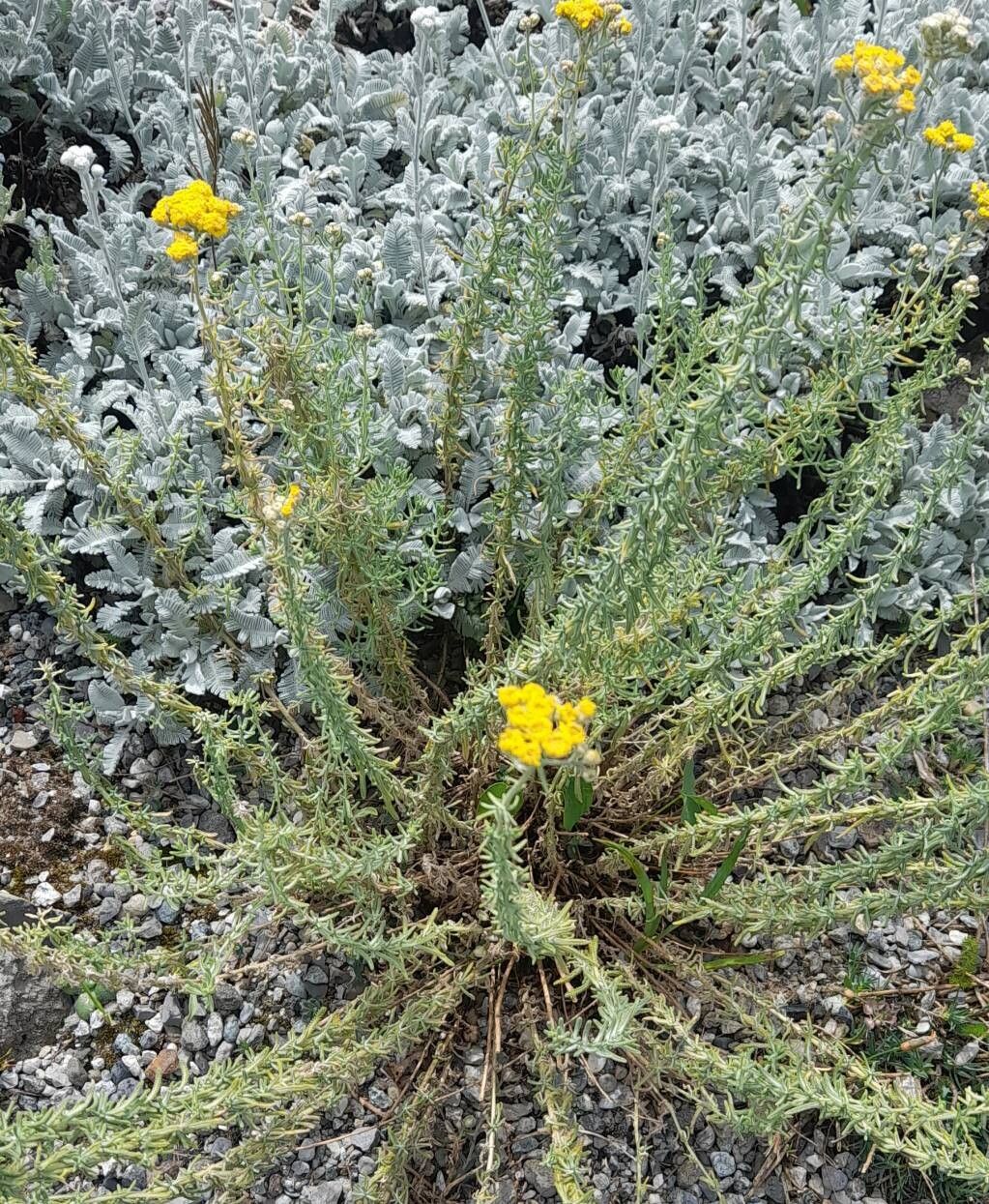 Achillea vermicularis habit