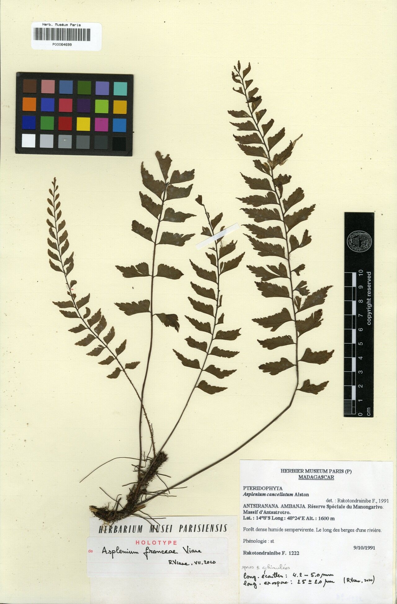 Asplenium franceae — houseplant care guide