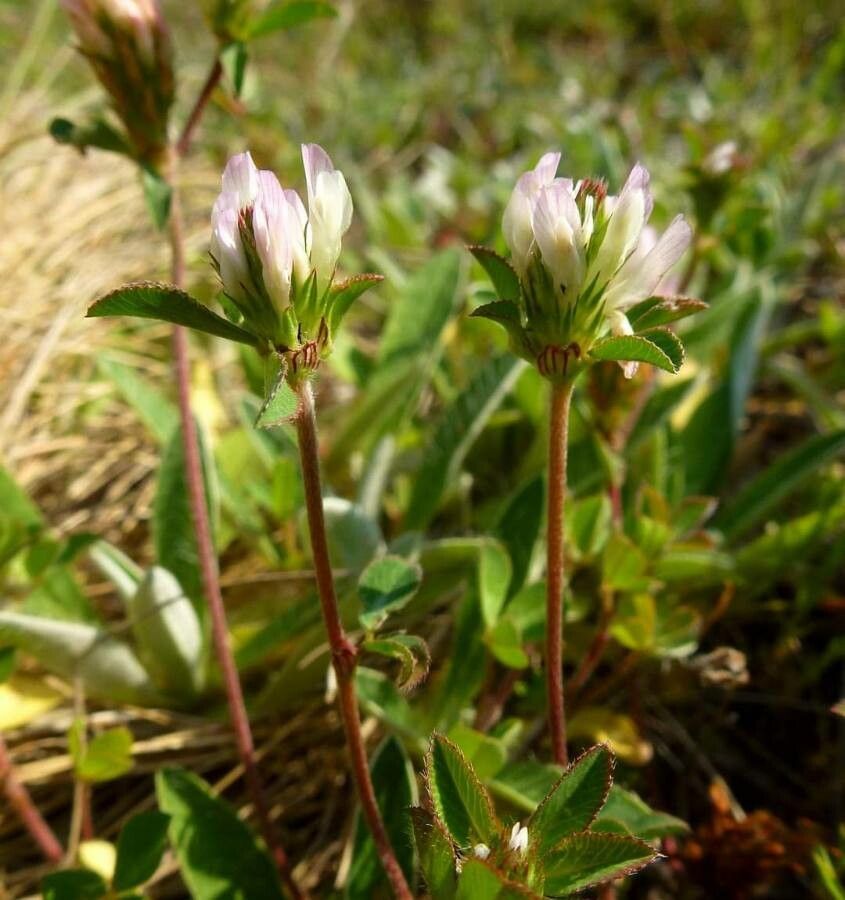 Trifolium dalmaticum flower