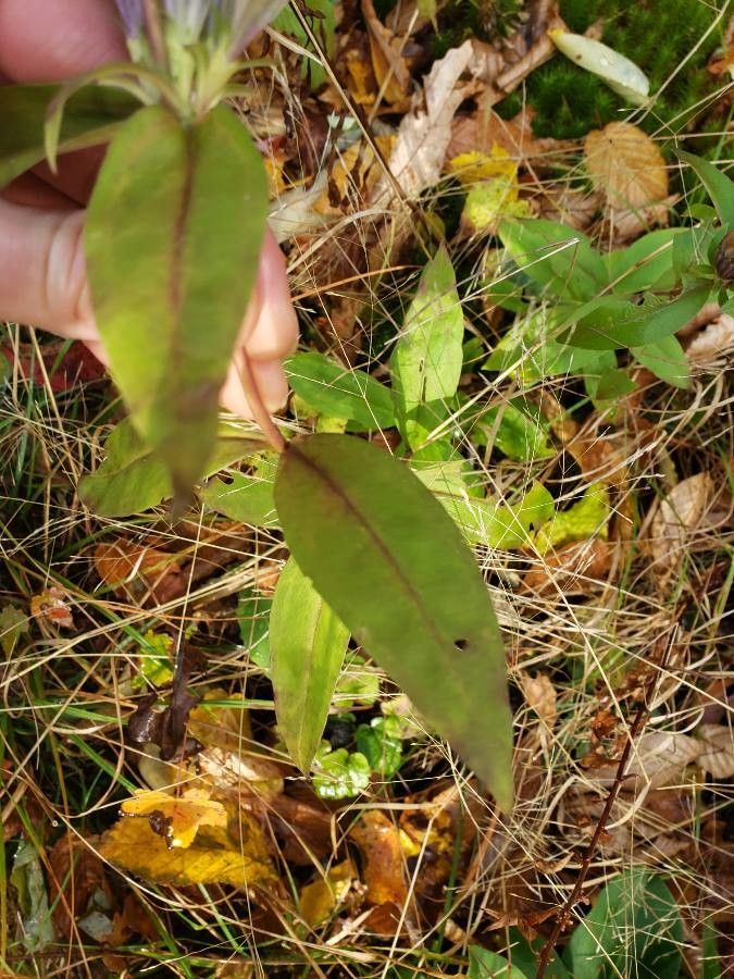 Gentiana andrewsii leaf