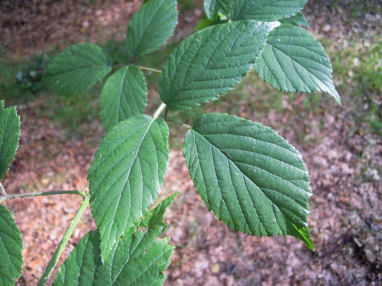 Rubus hilsianus — houseplant care guide