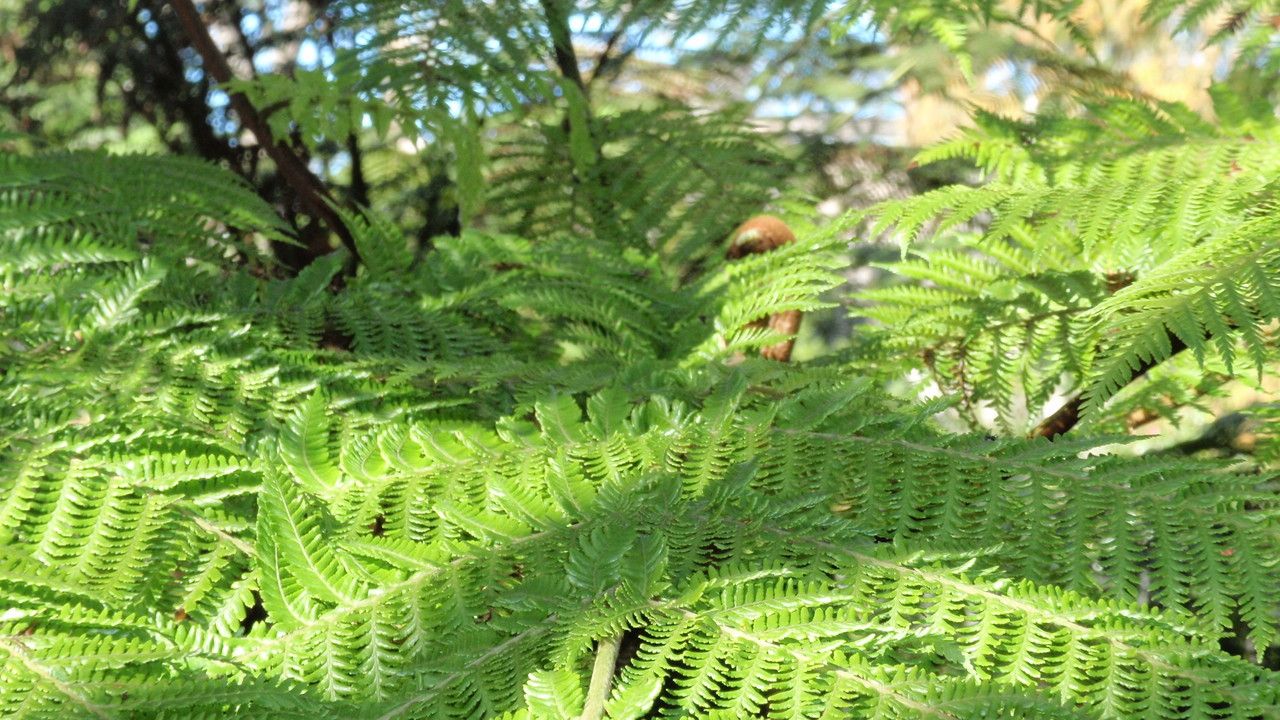 Dicksonia thyrsopteroides — houseplant care guide