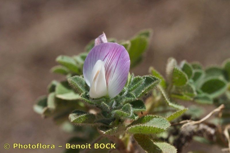 Ononis christii flower