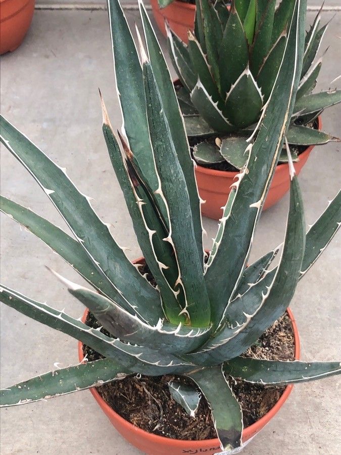 Agave xylonacantha — search result for 'Agave'