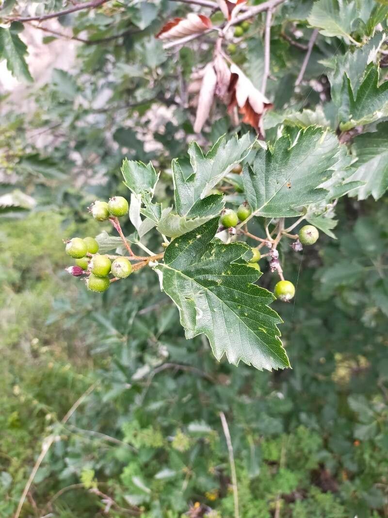 Hedlundia semipinnata — search result for 'Hedlundia'