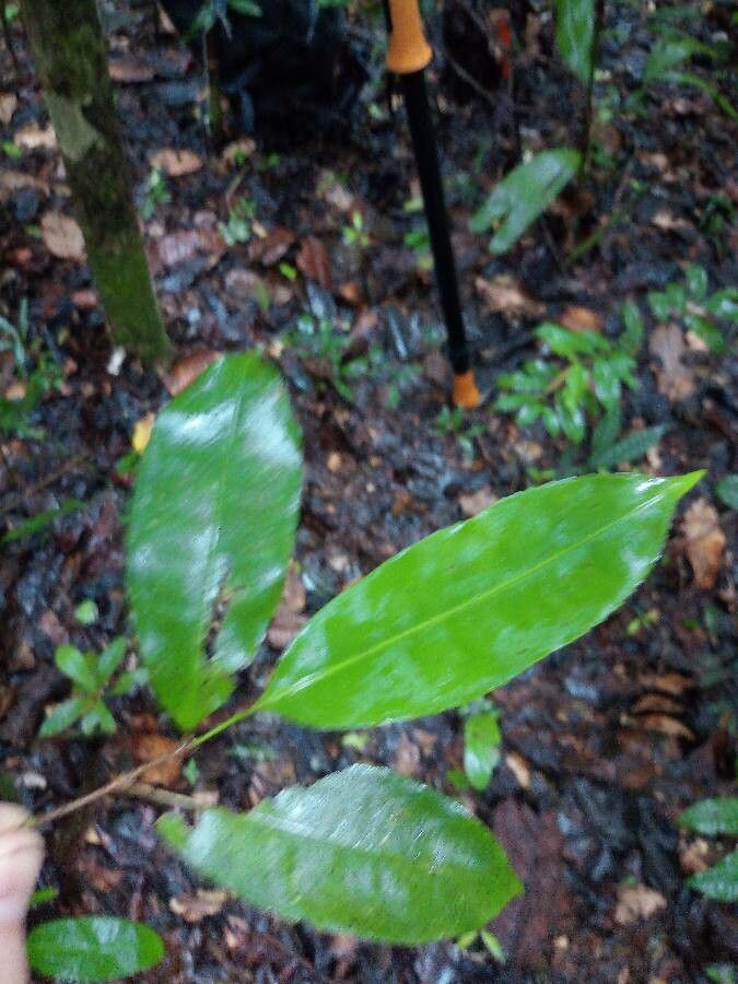 Sacoglottis cydonioides — related species from the same genus