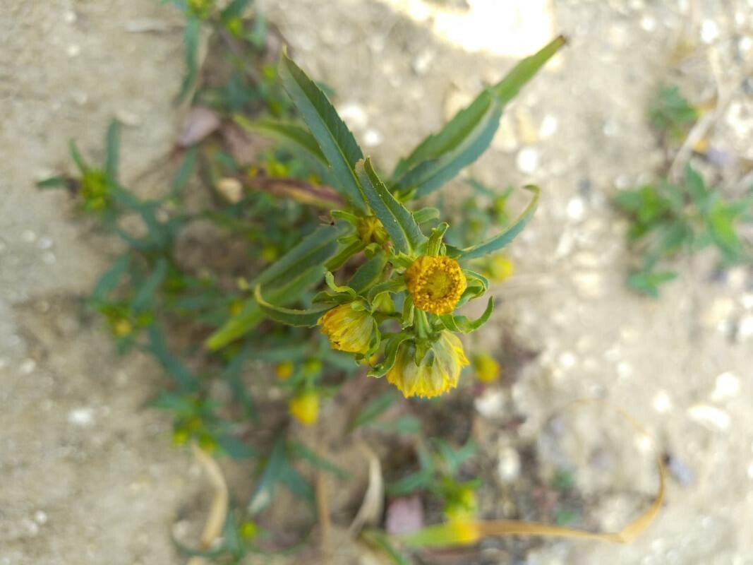 Bidens cernua flower