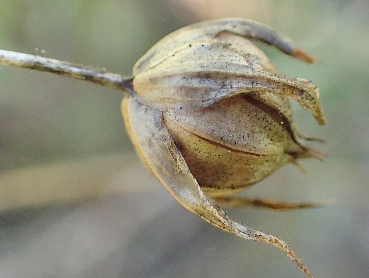 Linum grandiflorum fruit