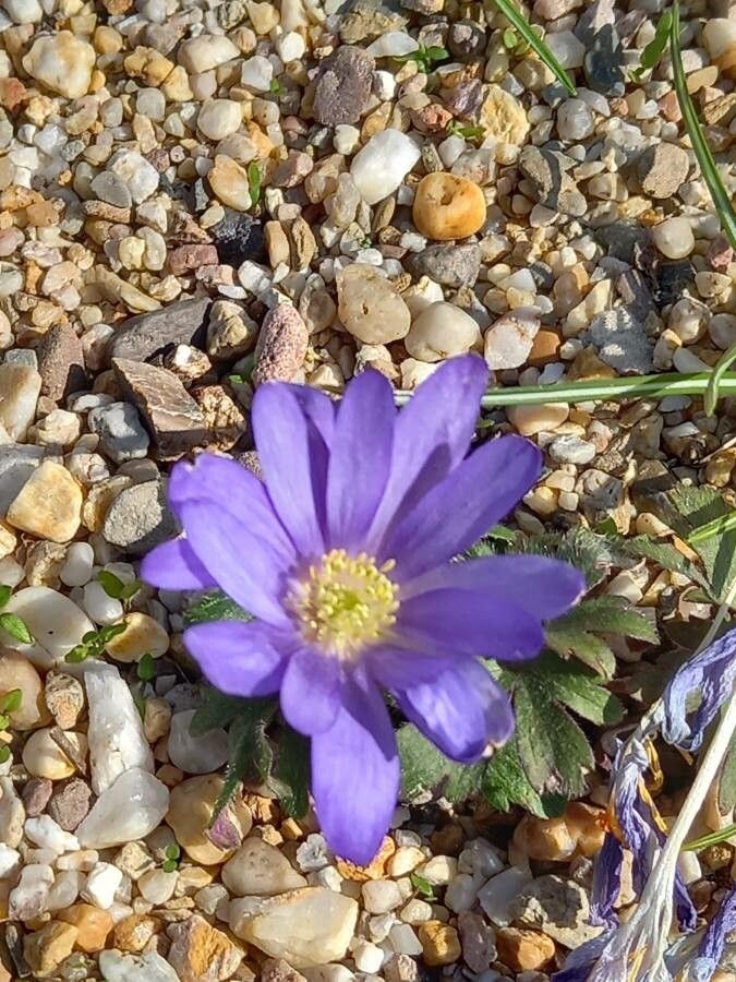 Anemone blanda flower