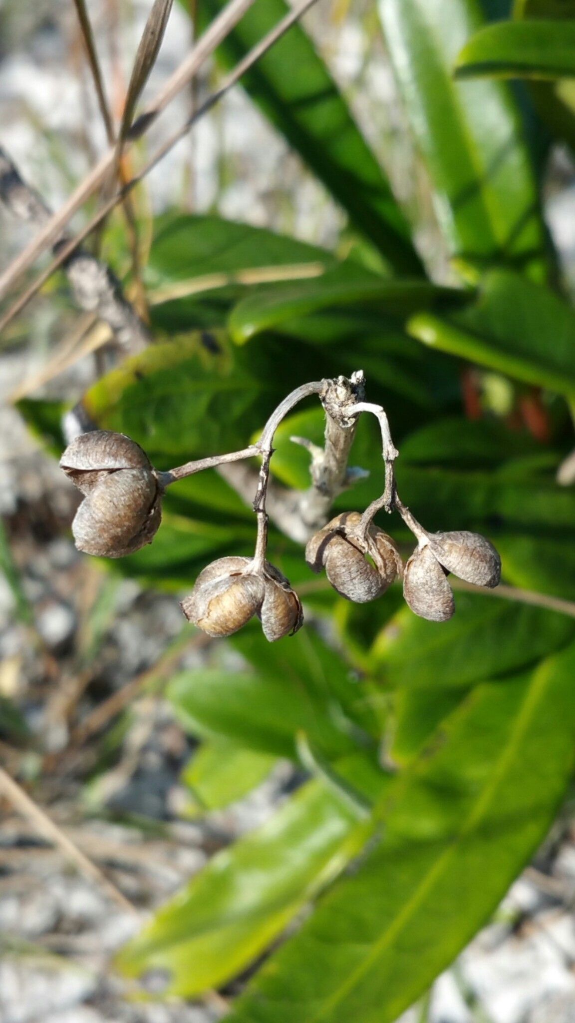 Danais volubilis fruit