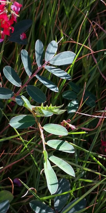 Indigofera hendecaphylla leaf