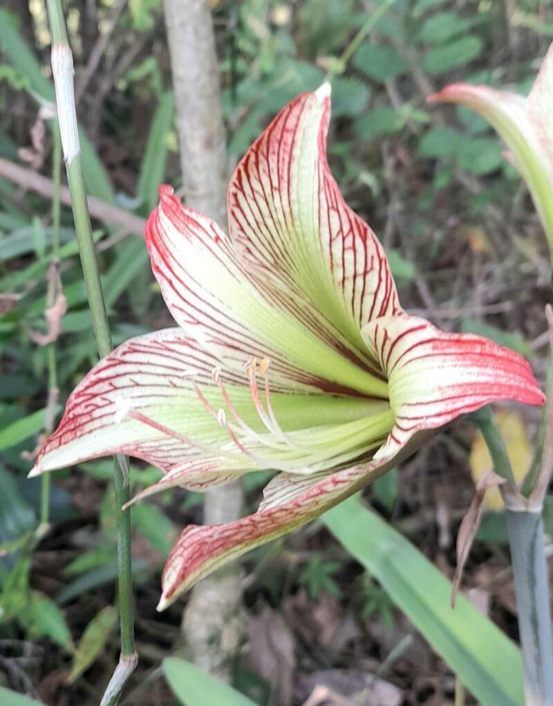 Hippeastrum iguazuanum flower