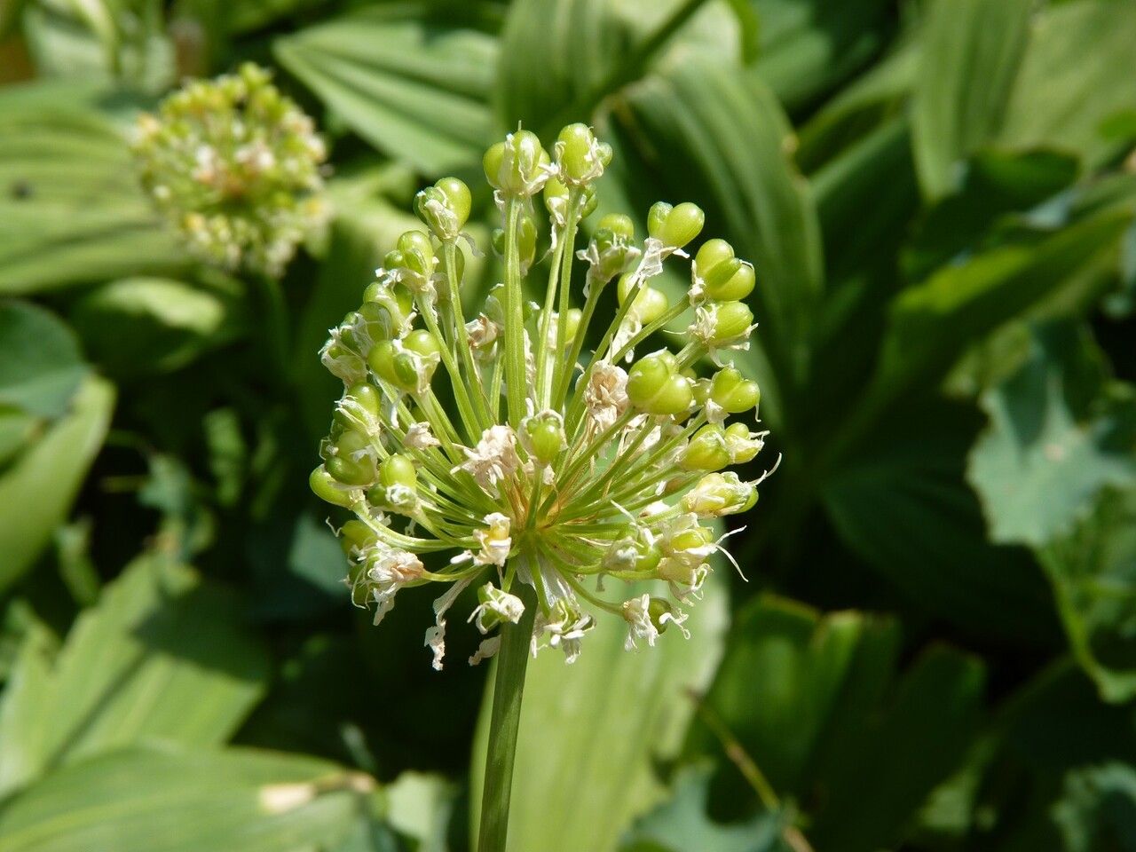 Allium victorialis fruit
