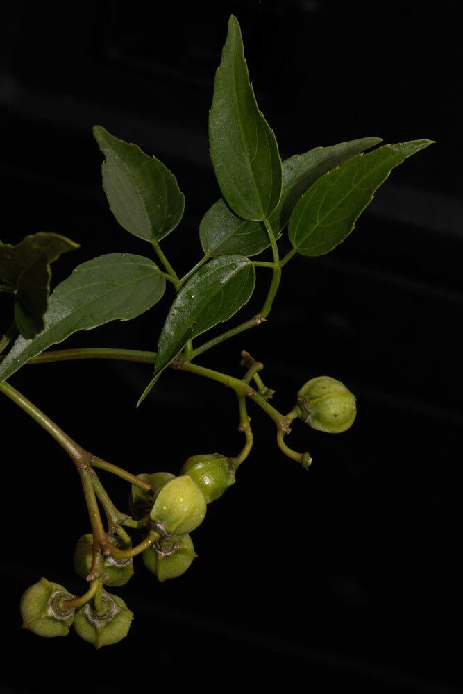 Cissus bosseri fruit