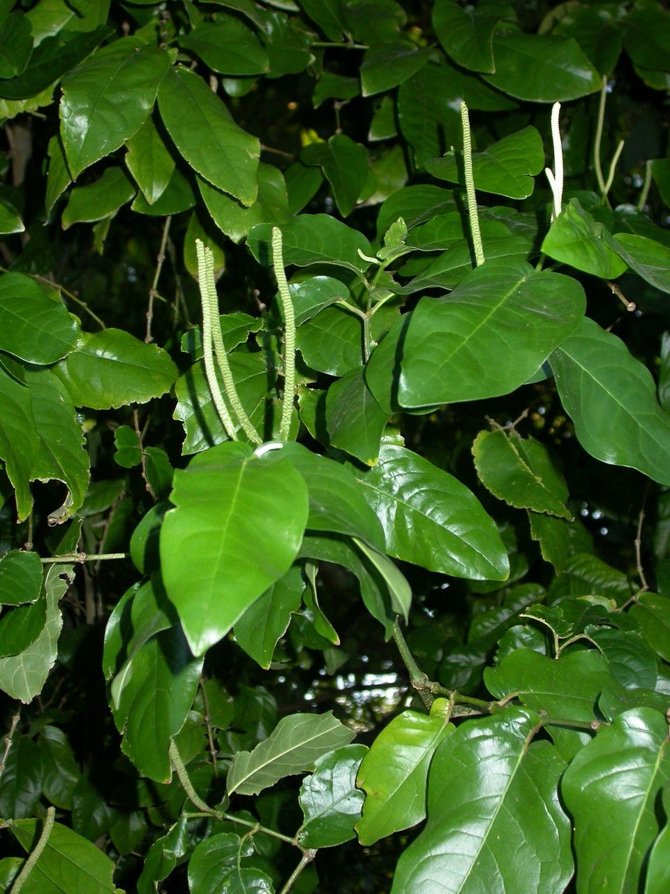 Piper tuberculatum — search result for 'Piper'