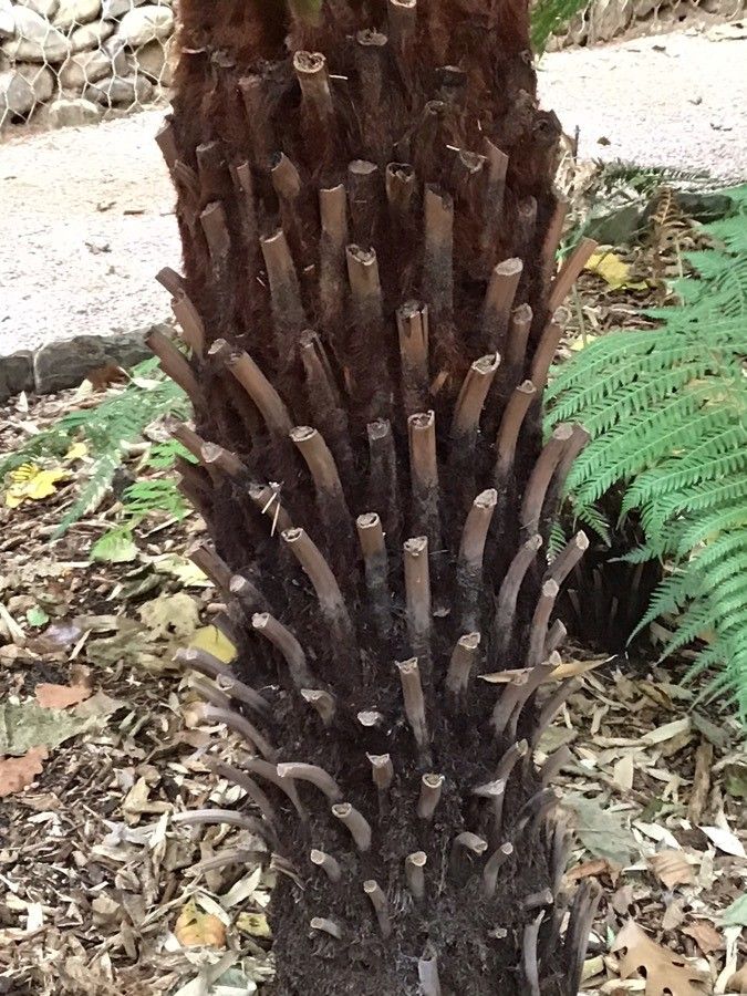 Sphaeropteris cooperi bark