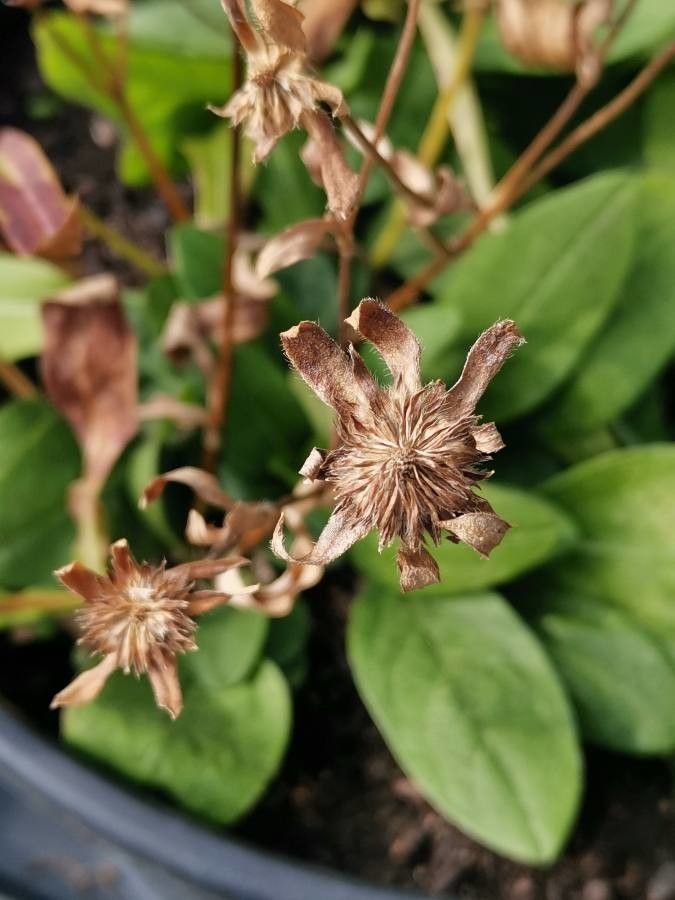 Succisa pratensis fruit