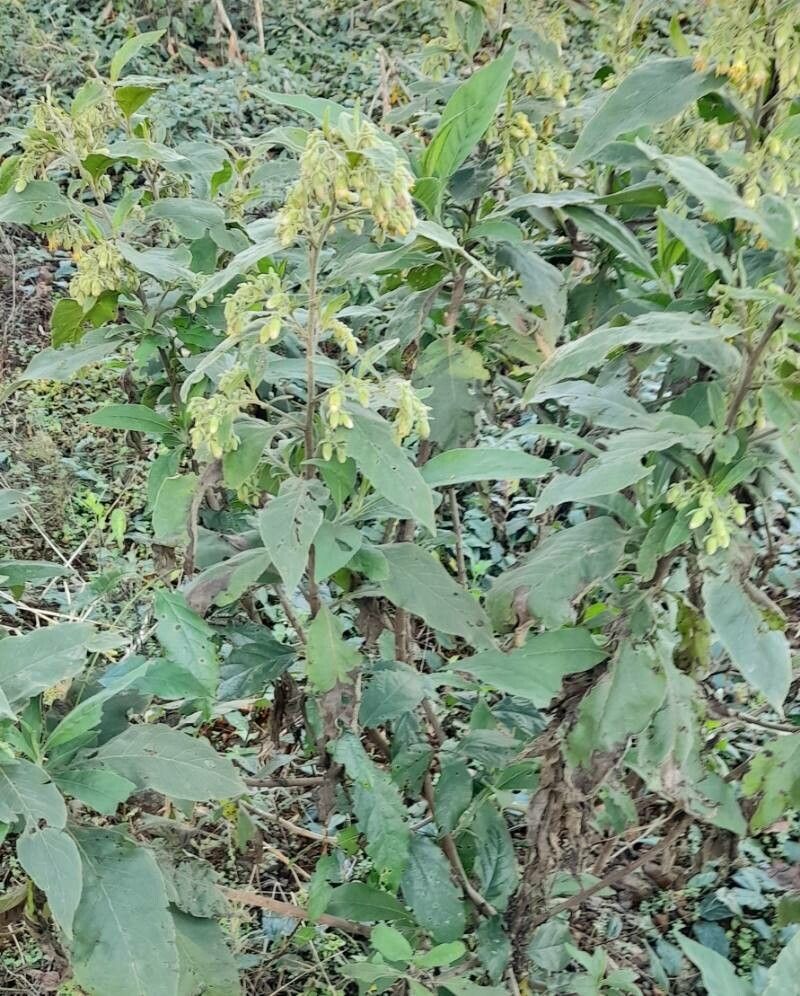 Trixis praestans habit