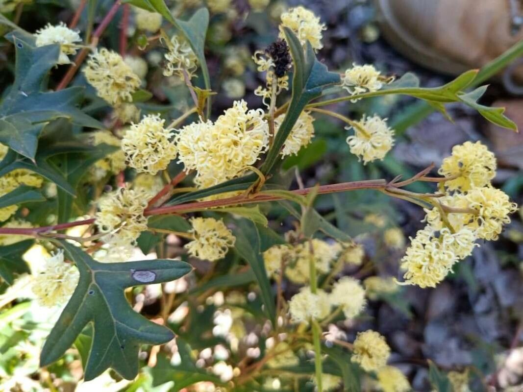 Grevillea synapheae — search result for 'Grevillea'